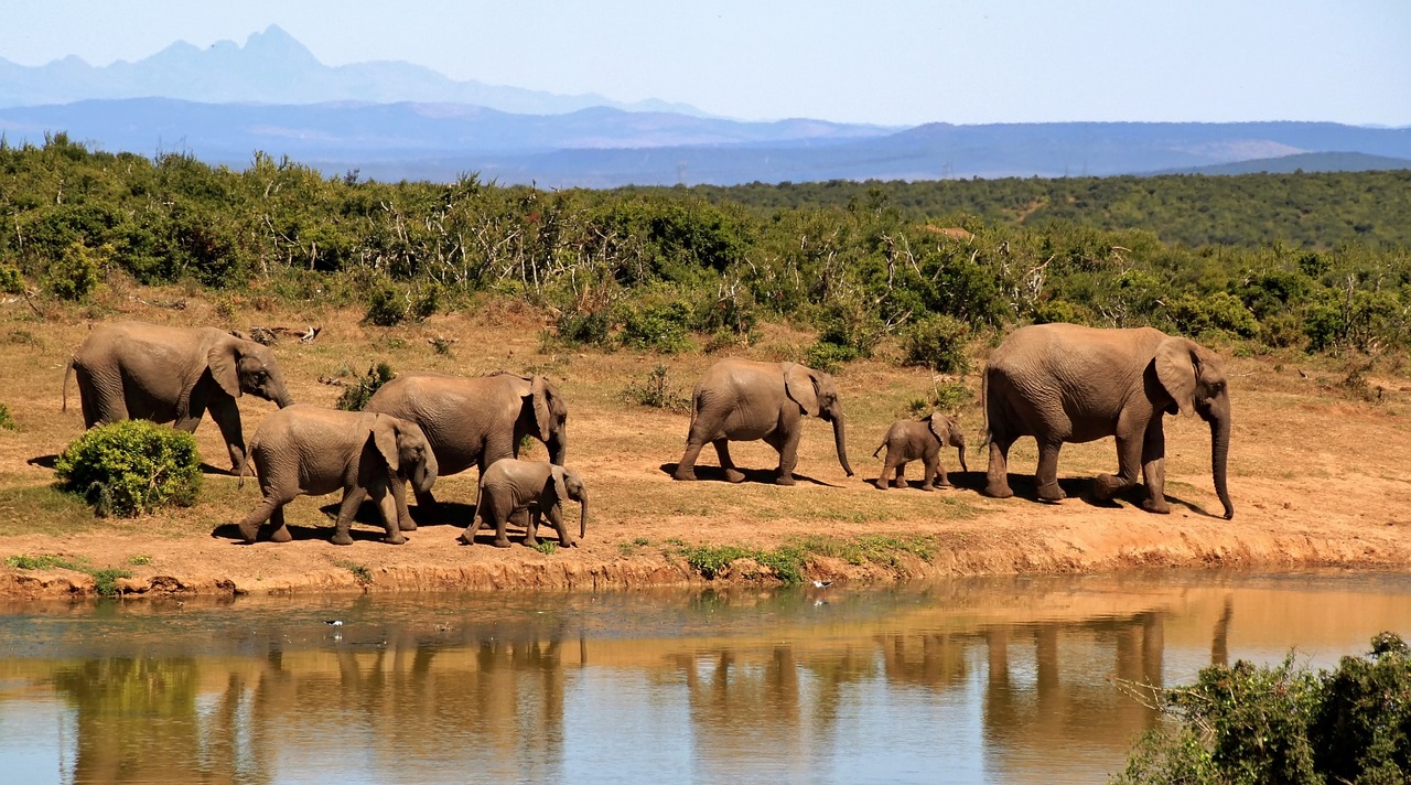 elephants, herd, safari-279505.jpg