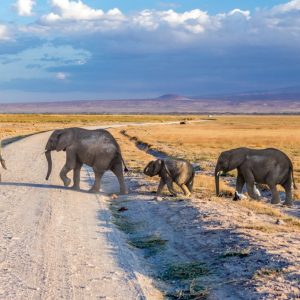 Amboseli,Samburu & Tsavo