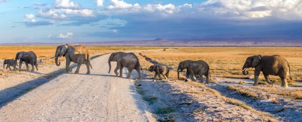 Amboseli,Samburu & Tsavo