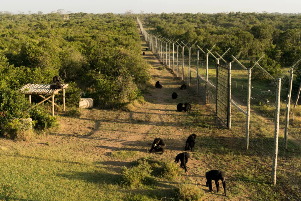 Is Ol Pejeta Worth Visiting?