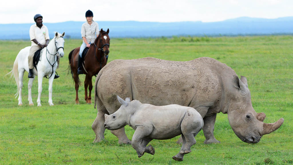 Is Ol Pejeta Worth Visiting?