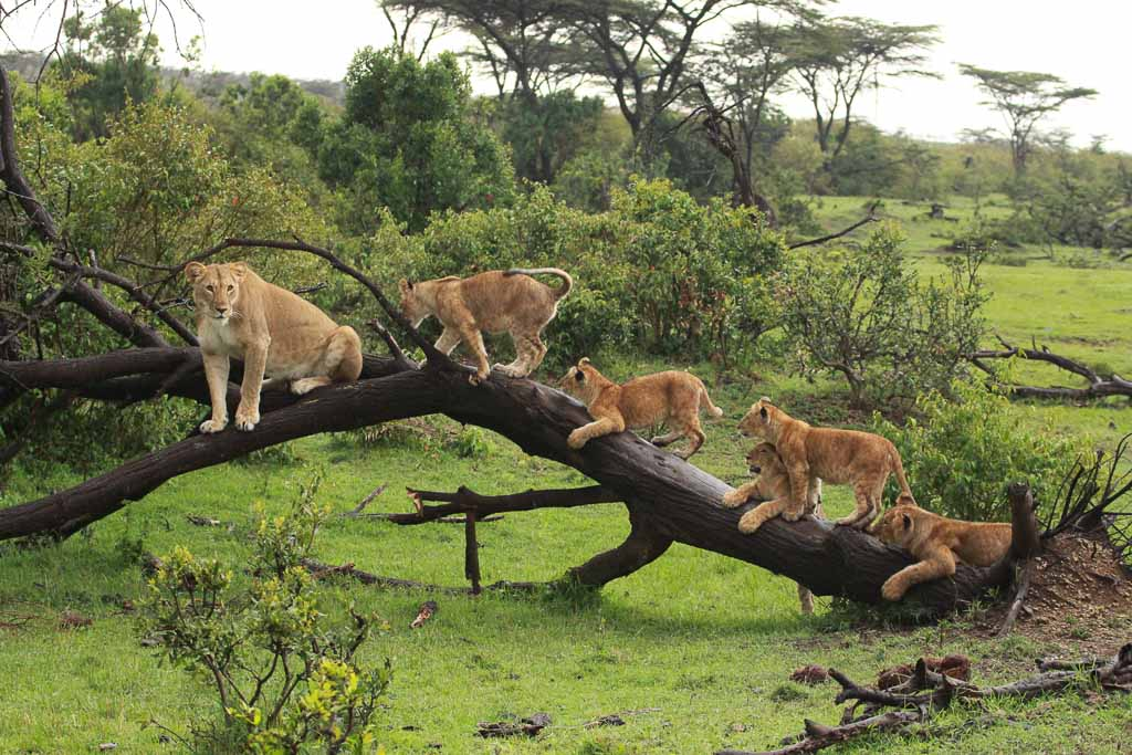 Is Ol Pejeta Worth Visiting?